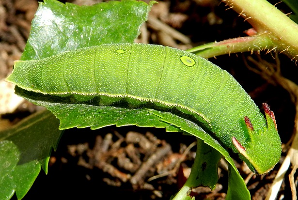 Una piccola storia - Charaxes jasius