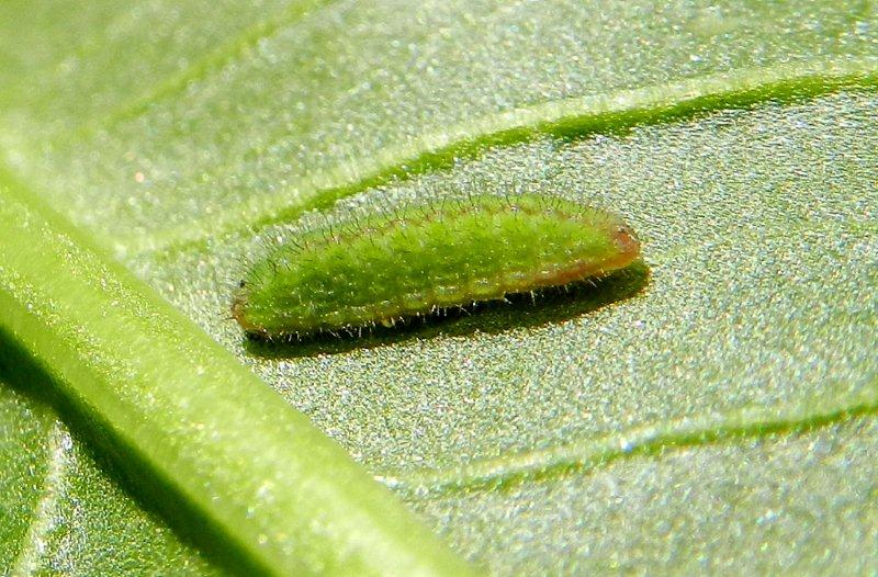 larva di Lycaena phlaeas??