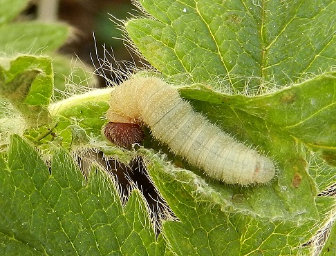 Pyrgus malvoides, il bruco