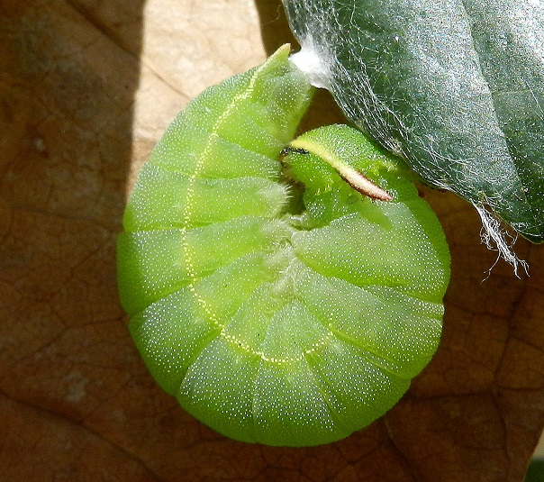 Una piccola storia - Charaxes jasius