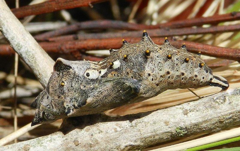 dai...tutti a fare la pappa - Nymphalis polychloros