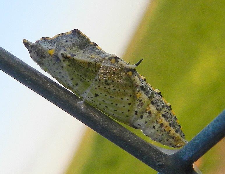 Pieris brassicae - larva e pupa