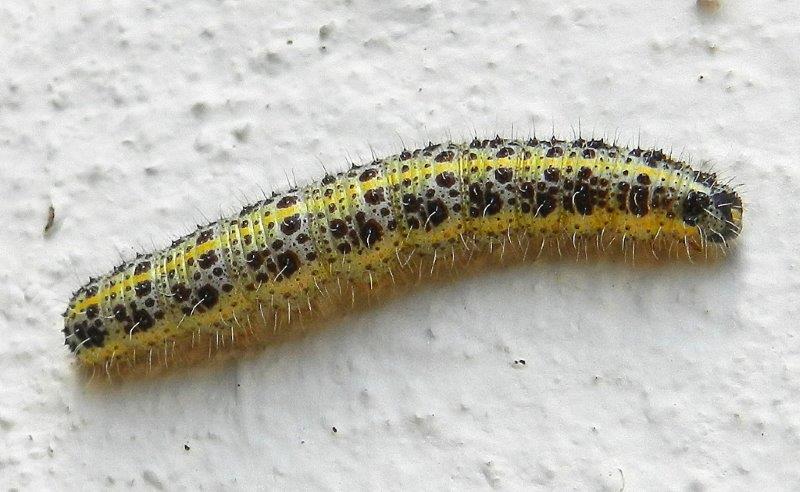 Pieris brassicae - larva e pupa