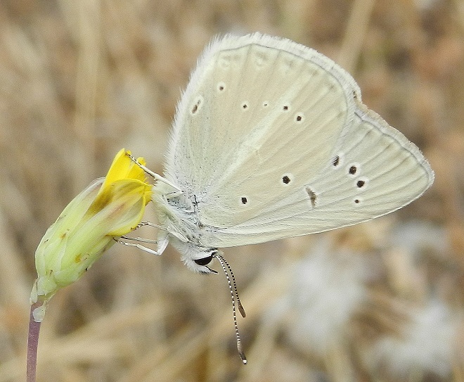 finalmente! Polyommatus virgilius