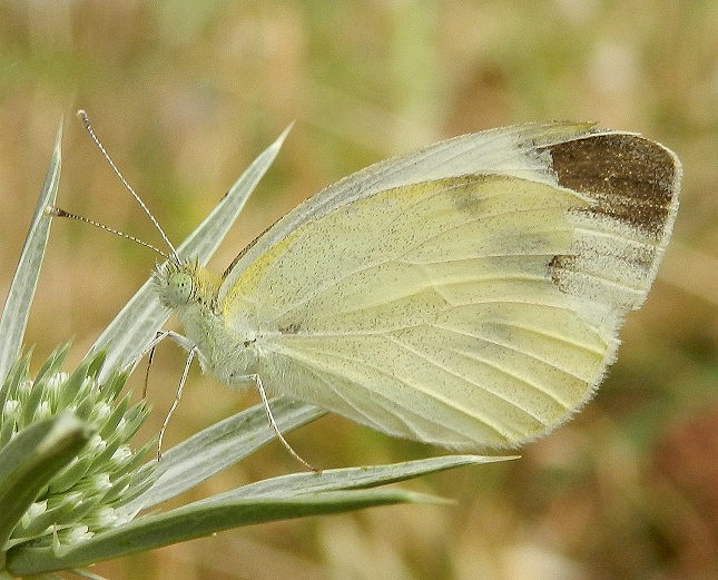 Pieris mannii??