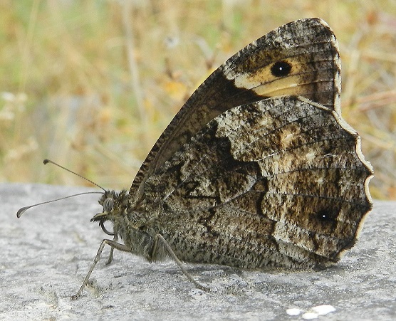 Hipparchia sp. (fagi o alcyone?)