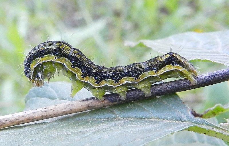 id larva 1