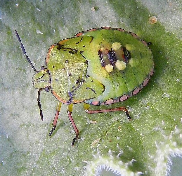 Pentatomidae: Nezara viridula (ninfa) della Puglia (BA)