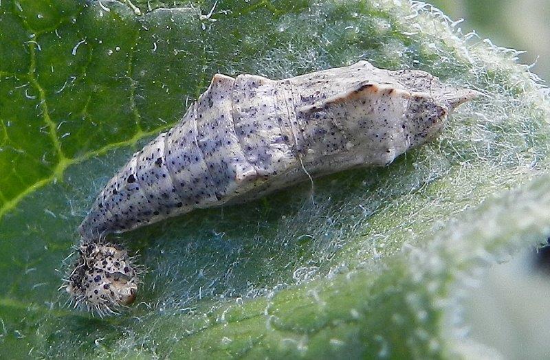 Pontia edusa - larva e pupa