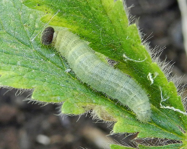 Pyrgus malvoides, il bruco