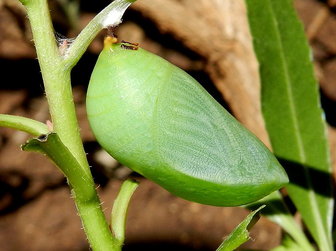 Una piccola storia - Charaxes jasius