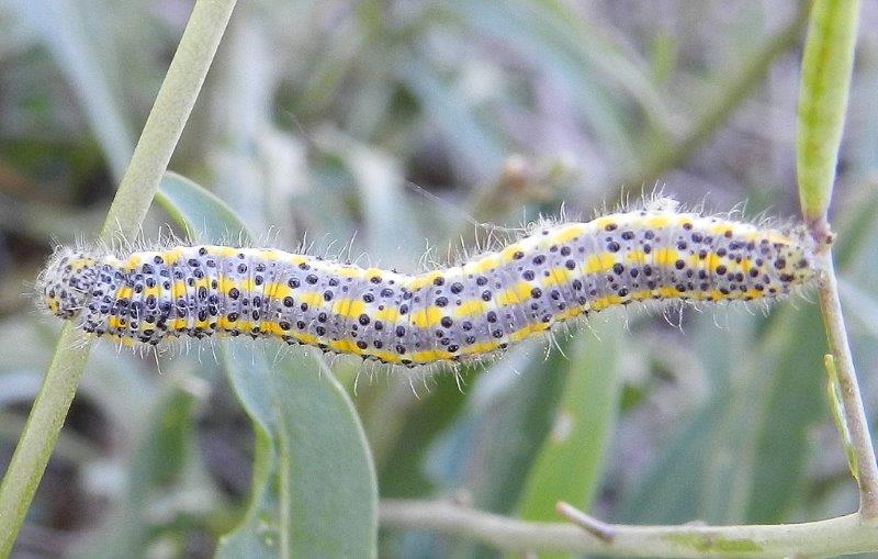 Pontia edusa - larva e pupa