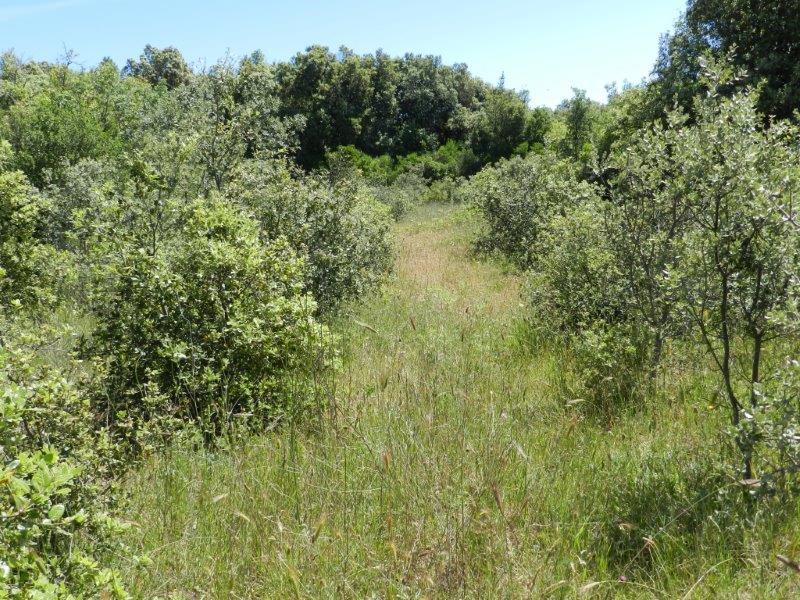 Bosco delle Pianelle - Martina Franca (Ta)