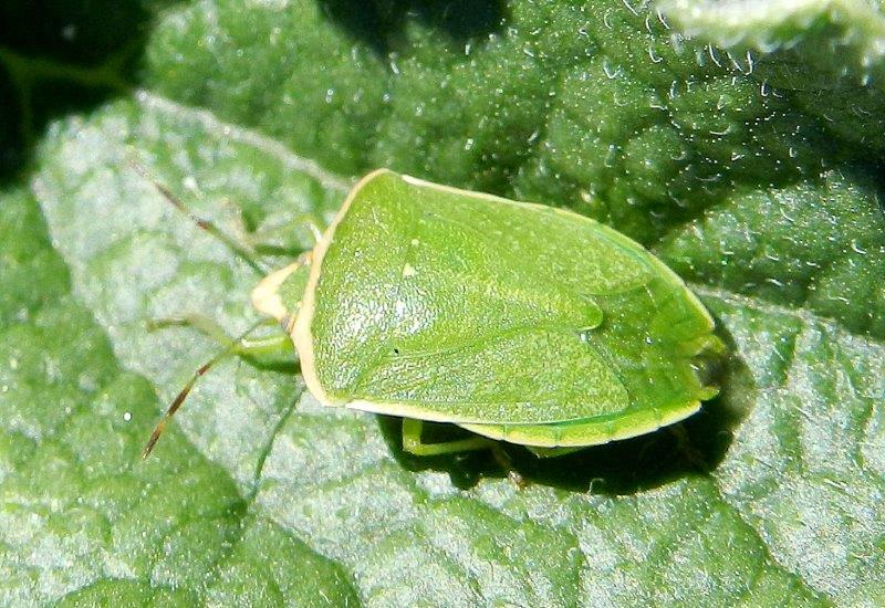 Pentatomidae: Nezara viridula f. torquata della Puglia (BA)