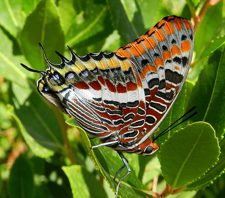 Una piccola storia - Charaxes jasius