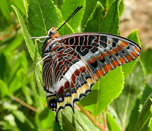 Una piccola storia - Charaxes jasius