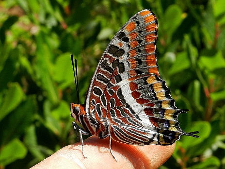 Una piccola storia - Charaxes jasius