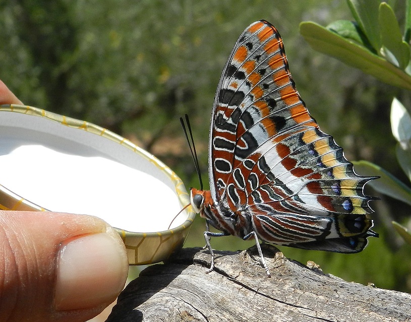 il vizio della Charaxes