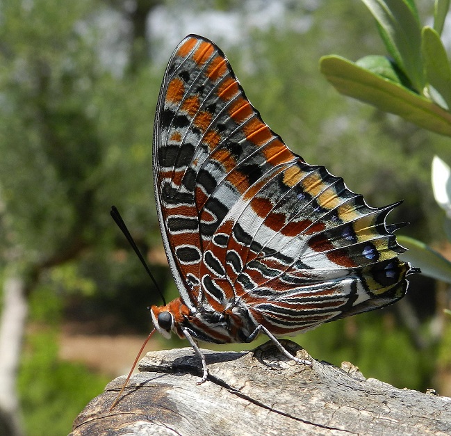 il vizio della Charaxes