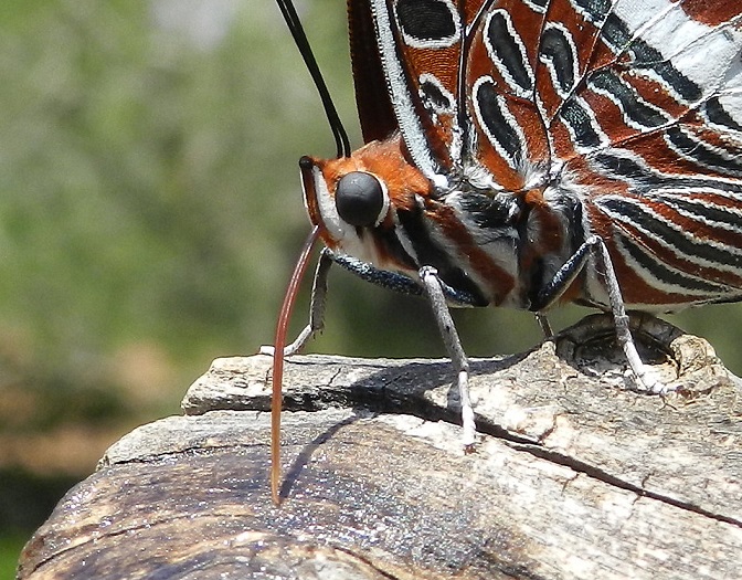 il vizio della Charaxes