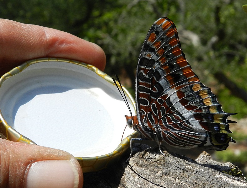 il vizio della Charaxes