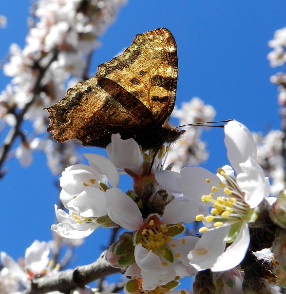 la primavera e'' vicina