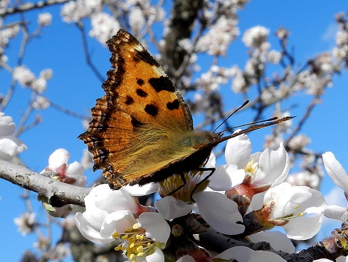 la primavera e'' vicina