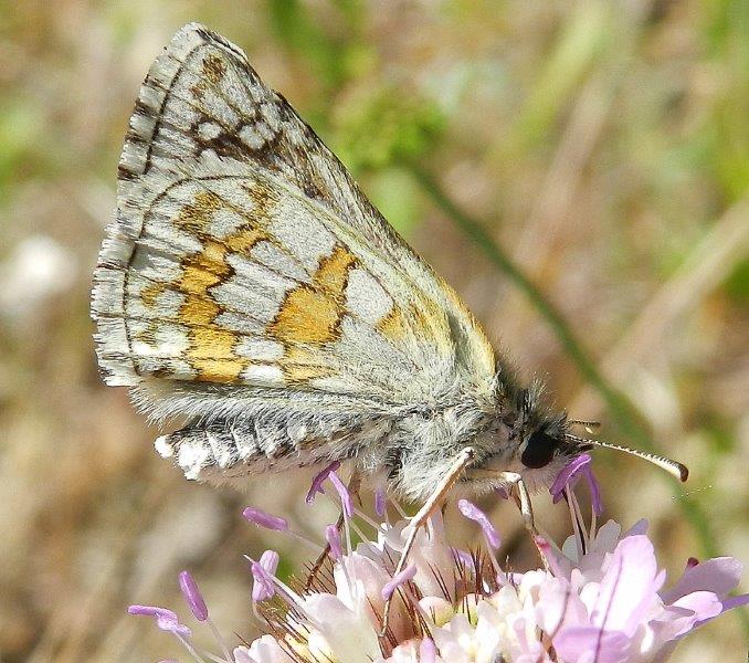 Foresta Umbra - Gargano