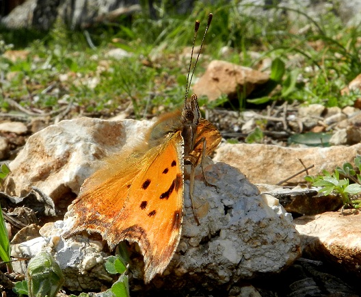 la mia amica...egea