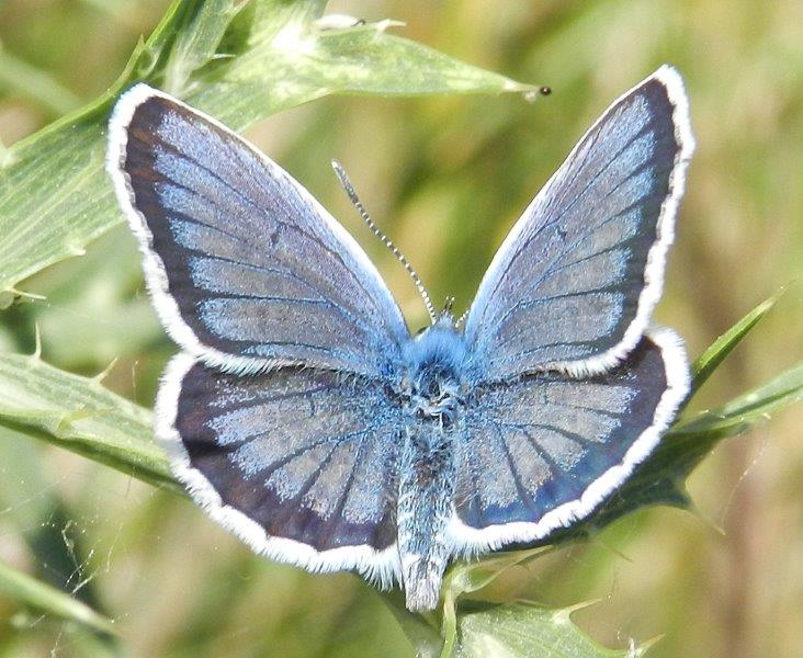 Foresta Umbra - Gargano