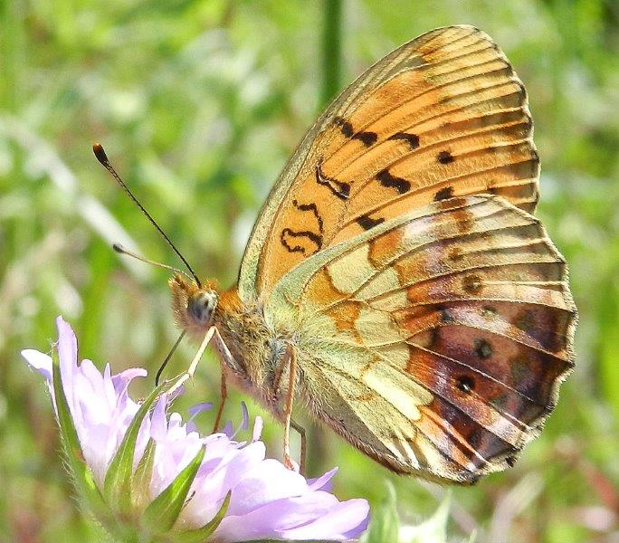 Foresta Umbra - Gargano