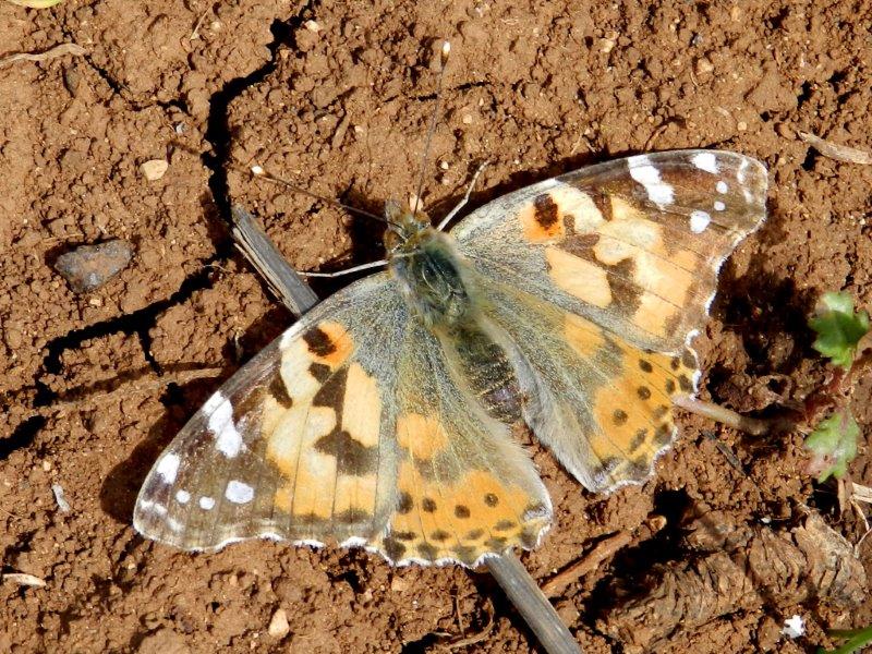 la primavera e'' ancora lontana?