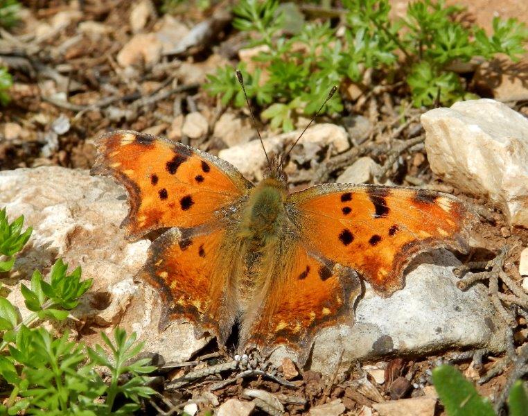 la primavera e'' ancora lontana?