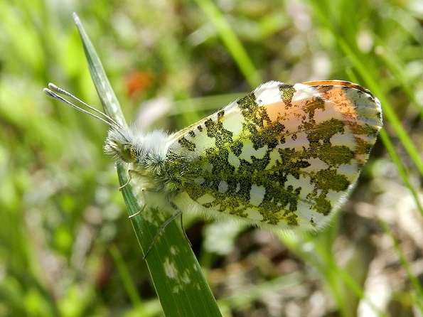 Segnali di Primavera