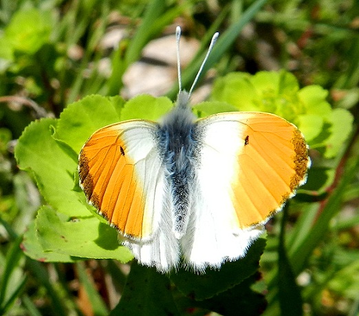 Segnali di Primavera