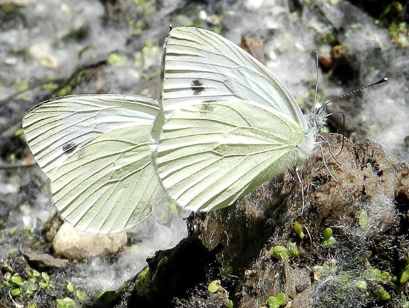 Foresta Umbra - Gargano