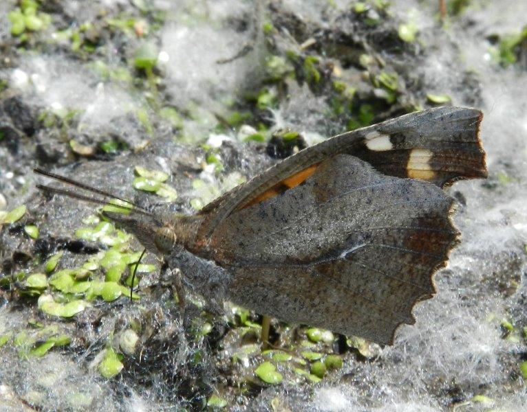 Foresta Umbra - Gargano