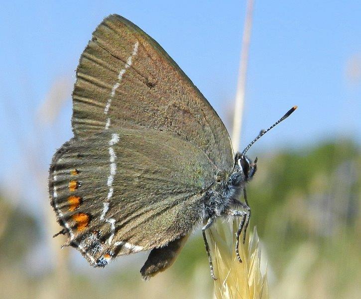 dalla Foresta Mercadante