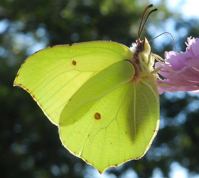 dalla Foresta Mercadante