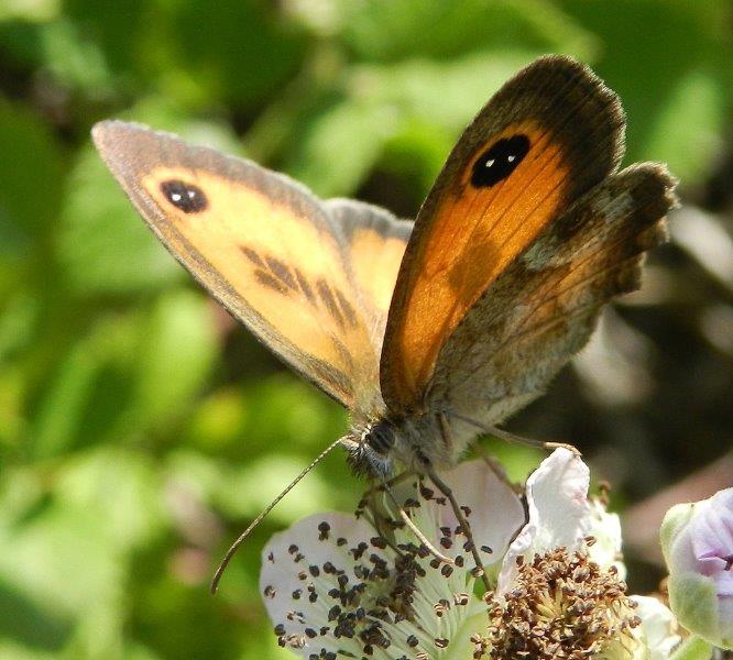 dalla Foresta Mercadante