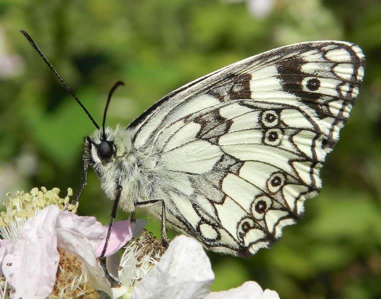 dalla Foresta Mercadante