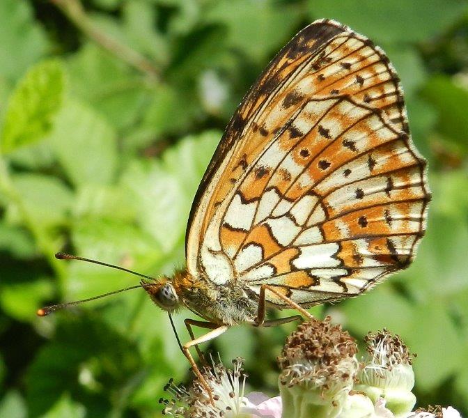 dalla Foresta Mercadante