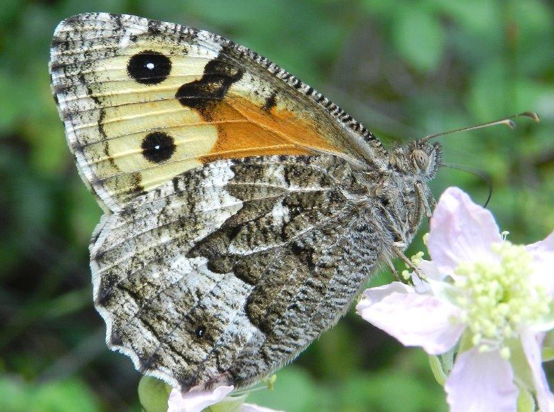 dalla Foresta Mercadante