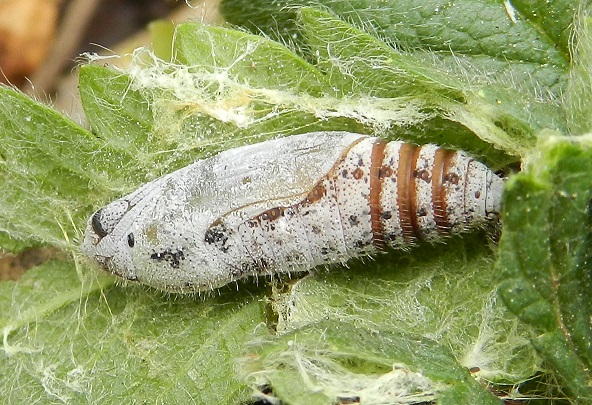 Pyrgus malvoides, il bruco