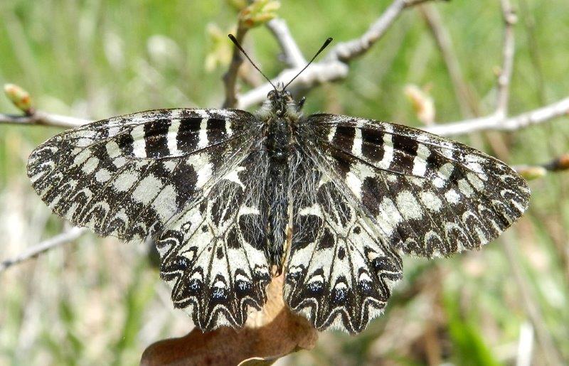 Zerynthia cassandra - vecchiaia o aberrazione?