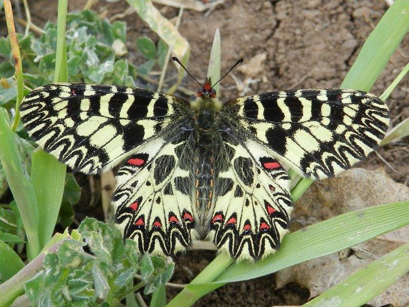 Zerynthia cassandra - vecchiaia o aberrazione?