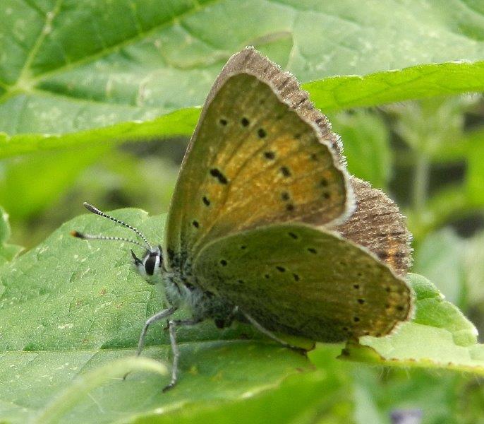 Lycaenidae 1 da ID - Lycaena hippothoe ssp. eurydame