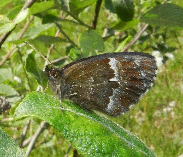 Erebia euryale ?