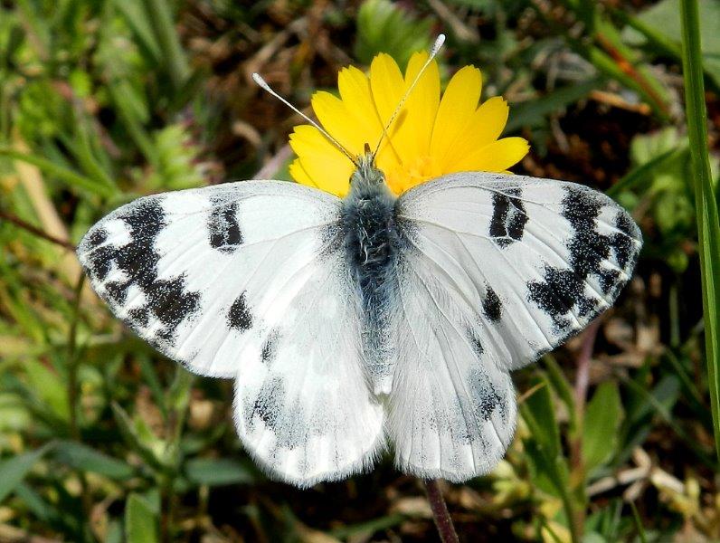 Pontia edusa