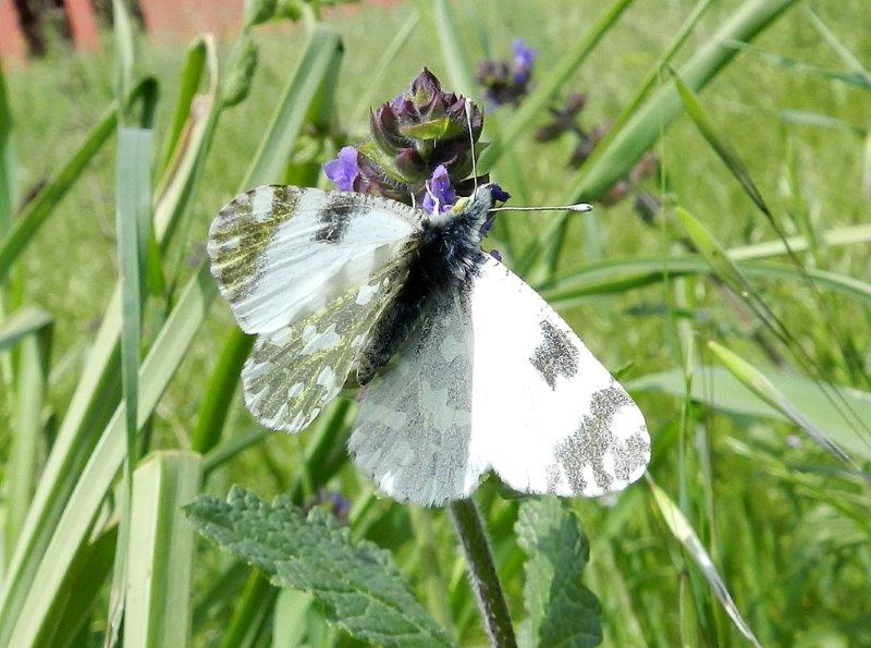 Euchloe ausonia